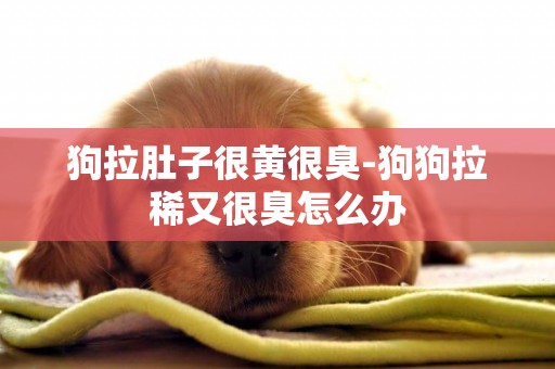 狗拉肚子很黃很臭-狗狗拉稀又很臭怎么辦