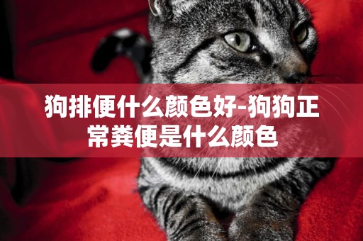 狗排便什么顏色好-狗狗正常糞便是什么顏色