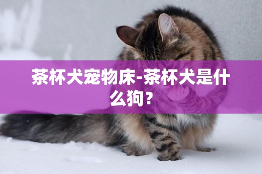 茶杯犬寵物床-茶杯犬是什么狗？