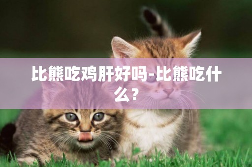 比熊吃雞肝好嗎-比熊吃什么？