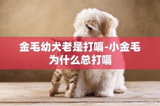 金毛幼犬老是打嗝-小金毛為什么總打嗝