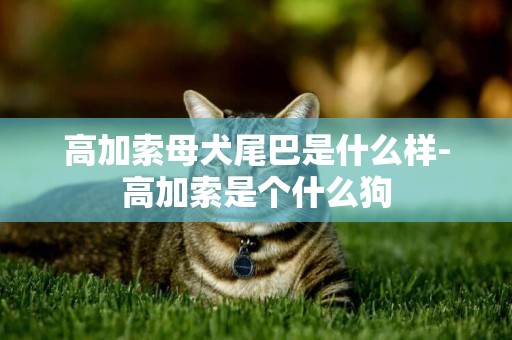 高加索母犬尾巴是什么樣-高加索是個什么狗