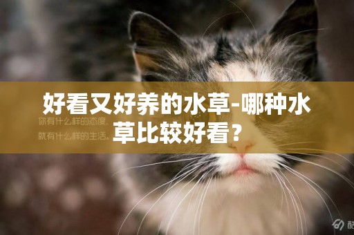 好看又好養的水草-哪種水草比較好看？