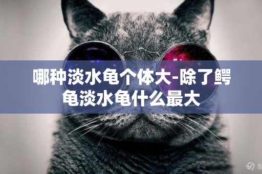 哪種淡水龜個體大-除了鱷龜淡水龜什么最大