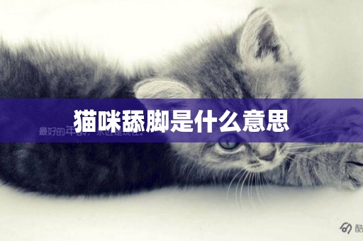 貓咪舔腳是什么意思