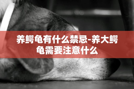 養鱷龜有什么禁忌-養大鱷龜需要注意什么