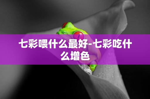 七彩喂什么最好-七彩吃什么增色