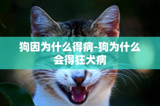 狗因為什么得病-狗為什么會得狂犬病