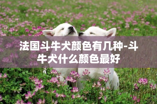 法國斗牛犬顏色有幾種-斗牛犬什么顏色最好