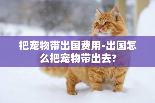 把寵物帶出國費用-出國怎么把寵物帶出去?