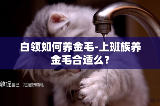 白領如何養金毛-上班族養金毛合適么？