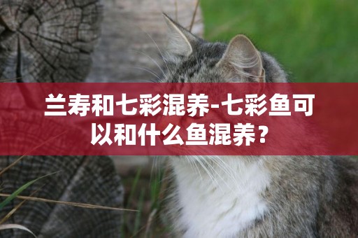 蘭壽和七彩混養-七彩魚可以和什么魚混養？