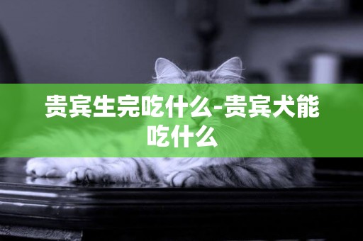 貴賓生完吃什么-貴賓犬能吃什么