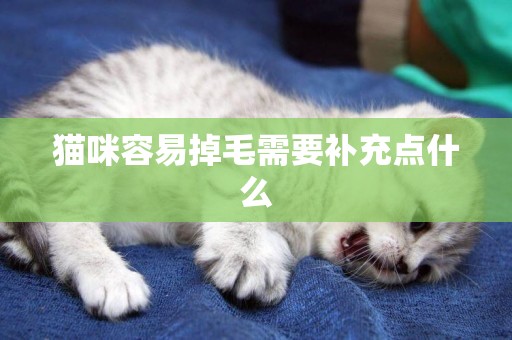 貓咪容易掉毛需要補充點什么