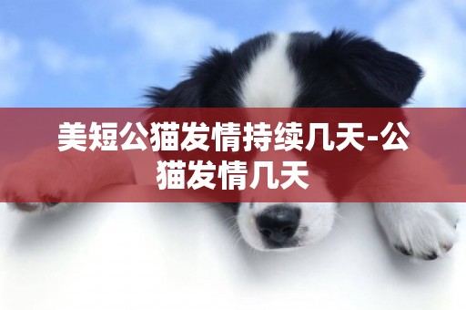 美短公貓發情持續幾天-公貓發情幾天