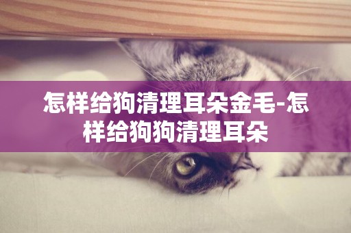 怎樣給狗清理耳朵金毛-怎樣給狗狗清理耳朵