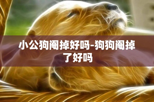 小公狗閹掉好嗎-狗狗閹掉了好嗎