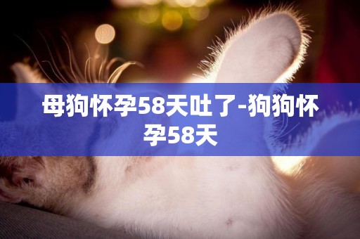 母狗懷孕58天吐了-狗狗懷孕58天