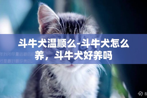 斗牛犬溫順么-斗牛犬怎么養，斗牛犬好養嗎