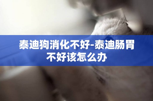 泰迪狗消化不好-泰迪腸胃不好該怎么辦