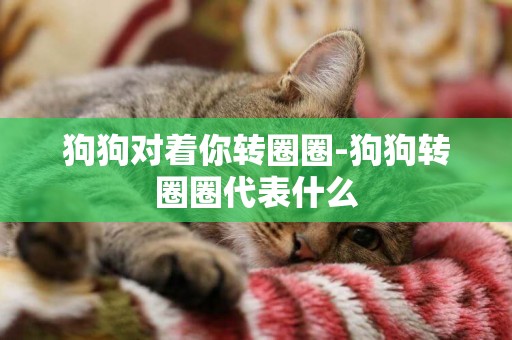 狗狗對著你轉圈圈-狗狗轉圈圈代表什么