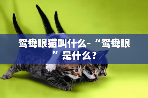 鴛鴦眼貓叫什么-“鴛鴦眼”是什么？
