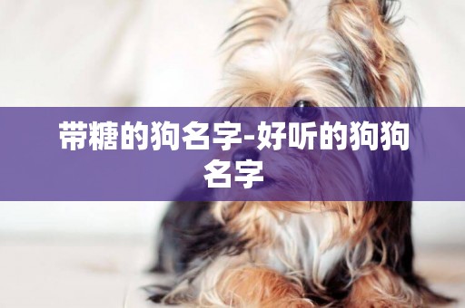 帶糖的狗名字-好聽的狗狗名字