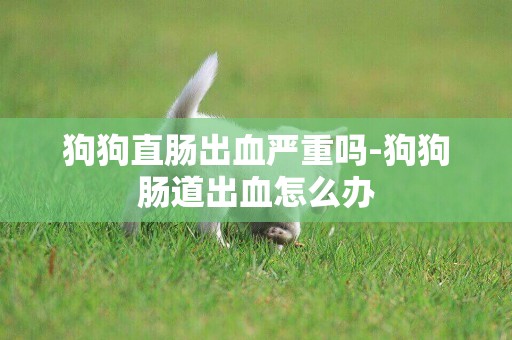 狗狗直腸出血嚴重嗎-狗狗腸道出血怎么辦