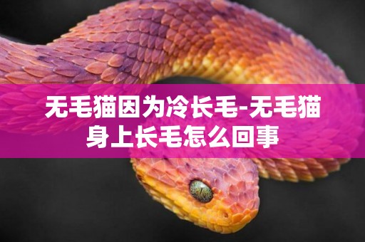 無毛貓因為冷長毛-無毛貓身上長毛怎么回事