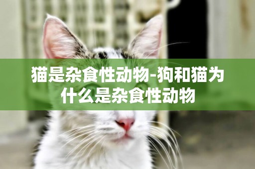 貓是雜食性動物-狗和貓為什么是雜食性動物