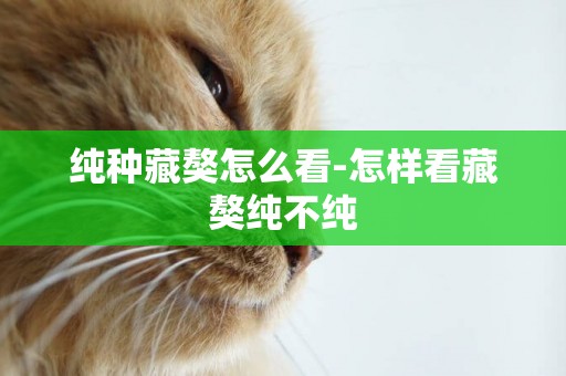 純種藏獒怎么看-怎樣看藏獒純不純