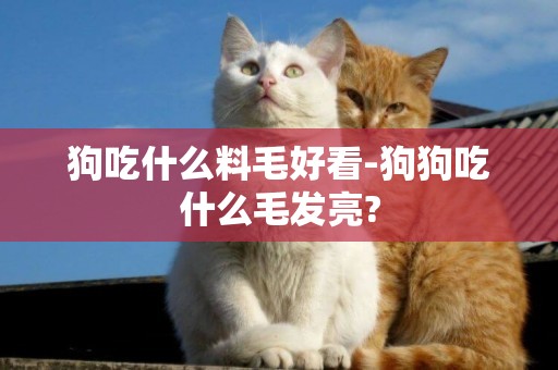 狗吃什么料毛好看-狗狗吃什么毛發亮?