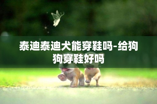 泰迪泰迪犬能穿鞋嗎-給狗狗穿鞋好嗎