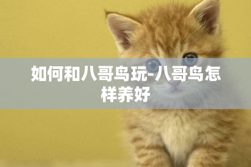 如何和八哥鳥玩-八哥鳥怎樣養好