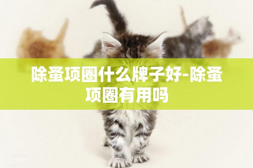 除蚤項圈什么牌子好-除蚤項圈有用嗎