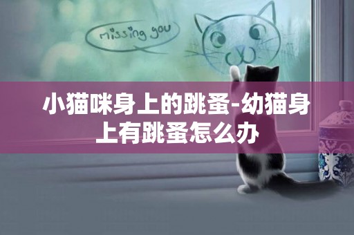 小貓咪身上的跳蚤-幼貓身上有跳蚤怎么辦