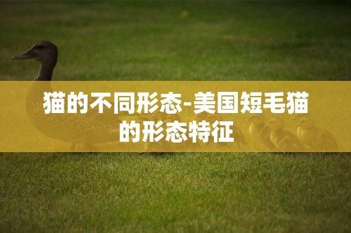 貓的不同形態-美國短毛貓的形態特征