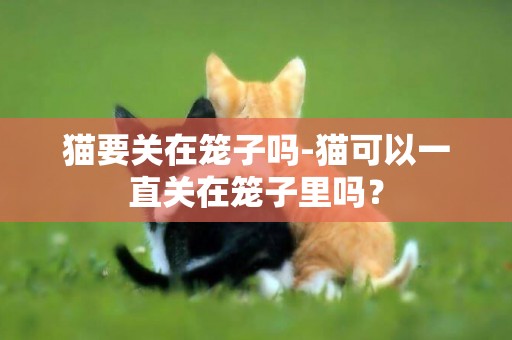 貓要關在籠子嗎-貓可以一直關在籠子里嗎？