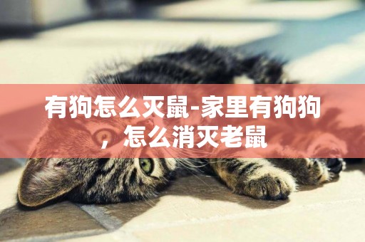 有狗怎么滅鼠-家里有狗狗，怎么消滅老鼠