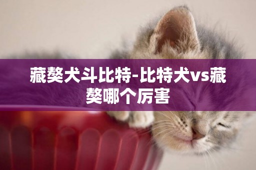 藏獒犬斗比特-比特犬vs藏獒哪個厲害
