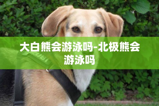 大白熊會游泳嗎-北極熊會游泳嗎