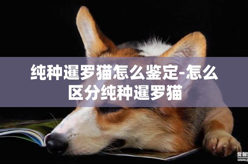 純種暹羅貓怎么鑒定-怎么區分純種暹羅貓