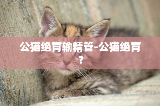 公貓絕育輸精管-公貓絕育？