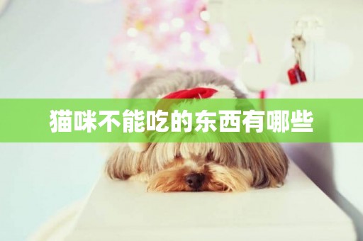 貓咪不能吃的東西有哪些