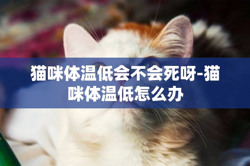 貓咪體溫低會不會死呀-貓咪體溫低怎么辦