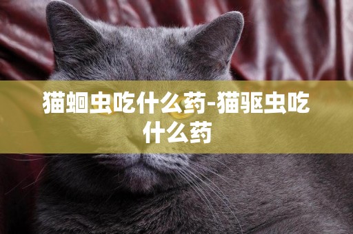 貓蛔蟲吃什么藥-貓驅蟲吃什么藥