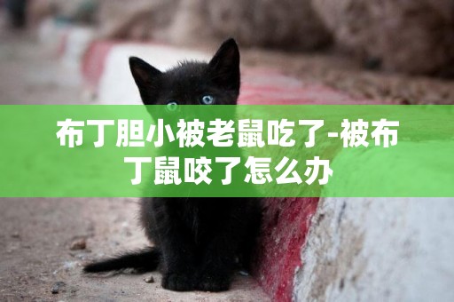 布丁膽小被老鼠吃了-被布丁鼠咬了怎么辦