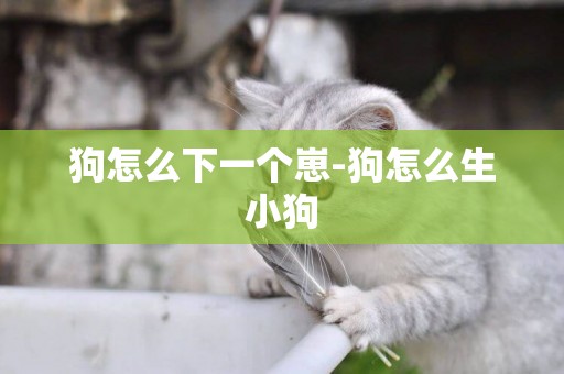 狗怎么下一個崽-狗怎么生小狗