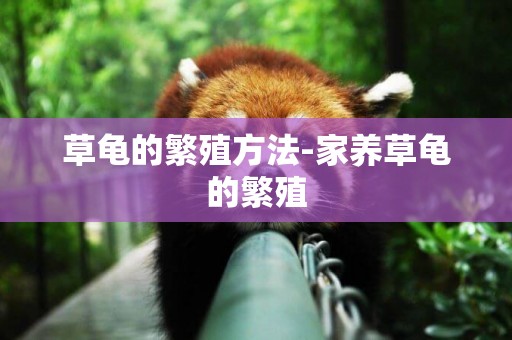 草龜的繁殖方法-家養草龜的繁殖
