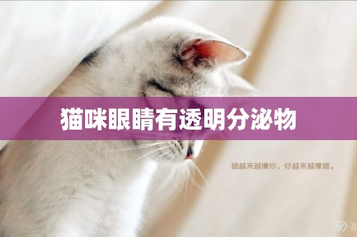 貓咪眼睛有透明分泌物